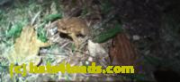 /home//u458753944/public_html/sourcegallery/////Roxborough Toad Detour/2025/2025-03-31/20250331_200106.jpg